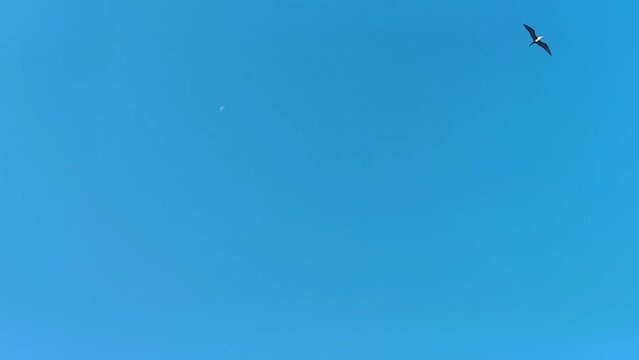 Fregat birds flock fly around the moon blue sky Mexico.