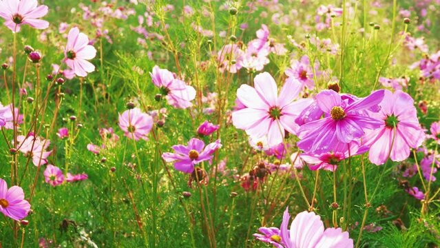 Beautiful purple cosmos flowers at cosmos field in morning sunlight. amazing of cosmos flower field landscape in sunset. nature flower  background.