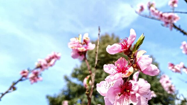 fleissige Biene sammelt Nektar an pinken Obstbaumblüten im Frühling, Nektarinenbaum, Insekt, Bienen, Bestäubung, fliegen, Honig, Makro, Zeitlupe, Nahaufnahme
