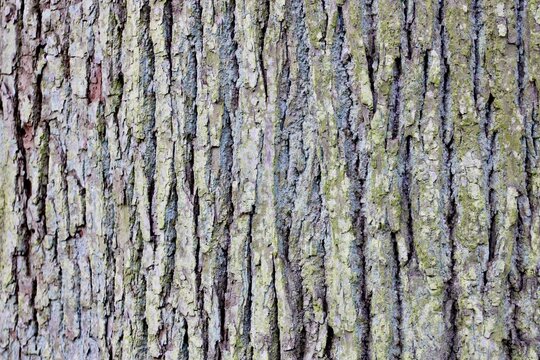 tree texture, bark of a tree