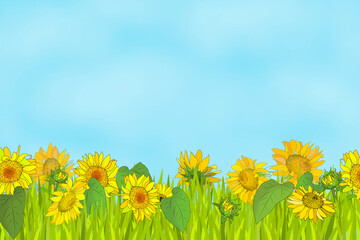 Background image with green grass and sunflowers on a blue sky and clouds background.