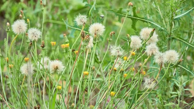 Leontodon hispidus is a species of hawkbit known by the common names bristly hawkbit and rough hawkbit. It is native to Europe but it can be found throughout North America as an introduced species.