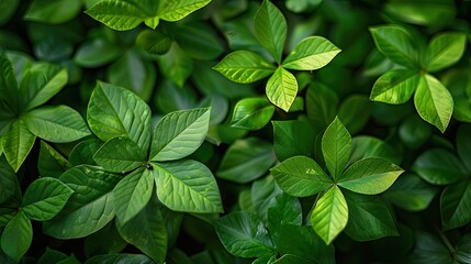 Fototapeta na wymiar Nature's Bounty: Lush Green Leaves Aplenty, Symbolizing Growth, Freshness, and Vitality in this Stunning Image