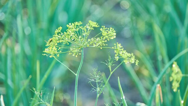 Dill umbrellas in the vegetable garden. Summertime. Rural area. Dill (Anethum graveolens) is an annual herb in the celery family Apiaceae. It is the only species in the genus Anethum.