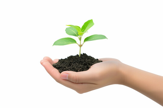 Hand holding a small seedling isolate on white background, Ecology concept