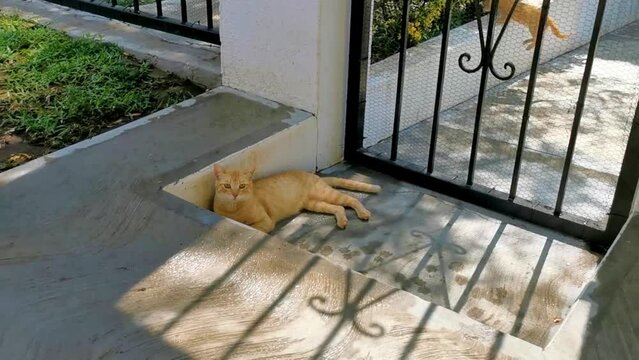 Cute stray cat sleeping and relaxing outside in free nature.