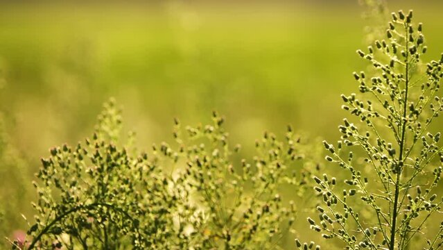 Erigeron or Conyza canadensis is annual plant native throughout most of North America and Central America. It is horseweed, Canadian horseweed, Canadian fleabane, coltstail, marestail, and butterweed