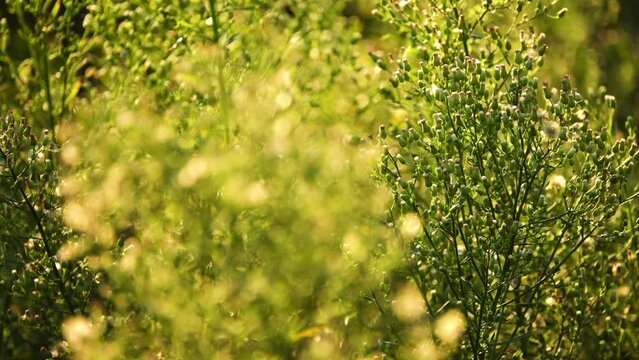 Erigeron or Conyza canadensis is annual plant native throughout most of North America and Central America. It is horseweed, Canadian horseweed, Canadian fleabane, coltstail, marestail, and butterweed