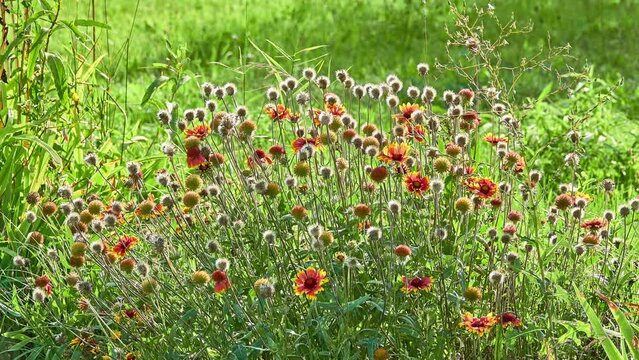 Gaillardia pulchella (firewheel, Indian blanket, Indian blanketflower, sundance), is North American species of short-lived perennial or annual flowering plants in sunflower family.
