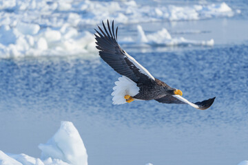 流氷とオオワシ　北海道冬の知床観光　自然が作る絶景