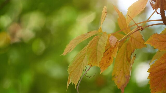 Acer negundo (California Boxelder, Box-elder, Manitoba, Ash-leaf, Three-leaf, Ashleaf, Ash-leaved or Sensation maple, Box elder) is species of maple native to North America.