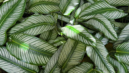 Leaves cover the mysteries