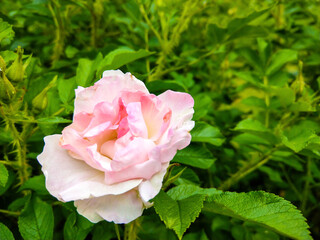 pink rose in garden