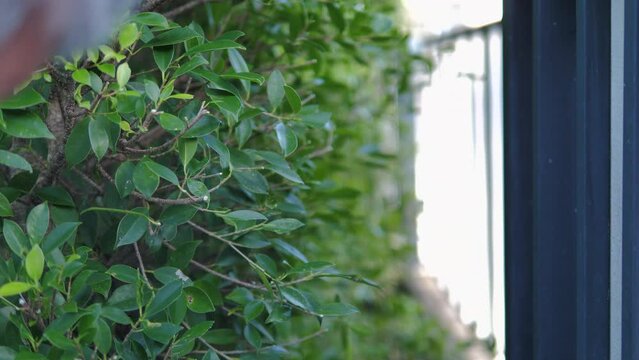 Hand of people use Pruning scissors to cut a tree branch 
