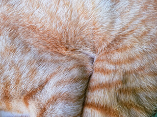 Close up Orange cat fur background