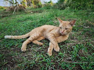 The image of an orange cat sitting on a green lawn. The cat has a strange face.