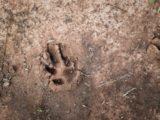 the footprint predator in the sand