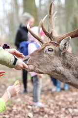 Children and adults feed deer in the forest from their hands. Contact Zoo, Reindeer, children,...