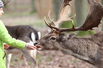 Children and adults feed deer in the forest from their hands. Contact Zoo, Reindeer, children, people, feeding animals, forest, wild animals and people