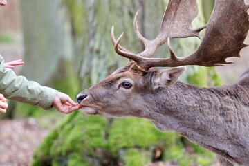 Children and adults feed deer in the forest from their hands. Contact Zoo, Reindeer, children, people, feeding animals, forest, wild animals and people © Victoria
