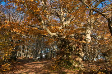 A big beech tree in the autumn forest of Canfaito, Marche region - 764055850