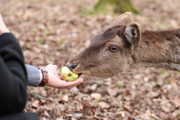 Children and adults feed deer in the forest from their hands. Contact Zoo, Reindeer, children, people, feeding animals, forest, wild animals and people