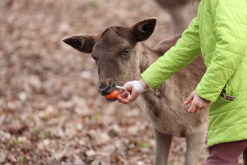 Children and adults feed deer in the forest from their hands. Contact Zoo, Reindeer, children, people, feeding animals, forest, wild animals and people