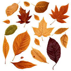 Leaves gently descend, depicting nature's seasonal change in mesmerizing hues.