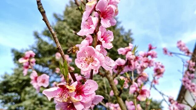 fleissige Biene sammelt Nektar an pinken Obstbaumbl&uuml;ten im Fr&uuml;hling, Nektarinenbaum, Insekt, Bienen, Best&auml;ubung, fliegen, Honig, Makro, Zeitlupe, Nahaufnahme
