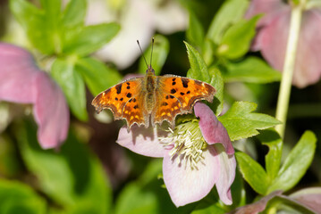 Comma butterfly (Polygonia c-album) sitting on a pink flower in Zurich, Switzerland