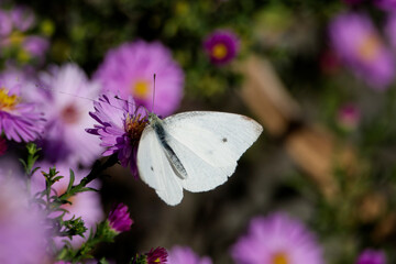 Small white butterfly (Pieris rapae) perched on a pink daisy in Zurich, Switzerland