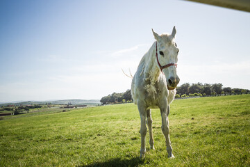 Beautiful White Horse Standing in a Green Field under a Blue Sky with Clouds