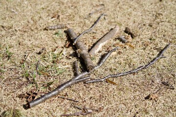 Tree branches falling on the lawn in early spring