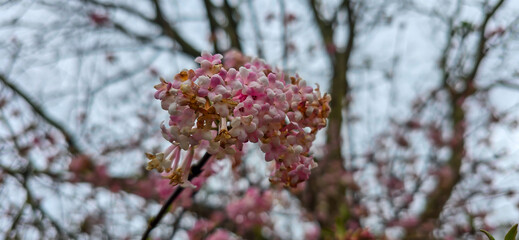 Viburnum blossom in winter time