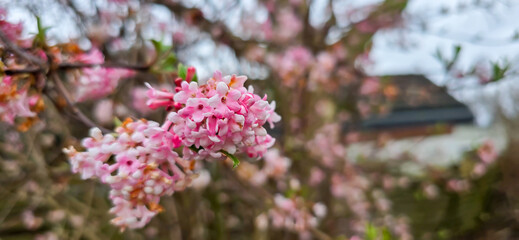 Viburnum blossom in winter time