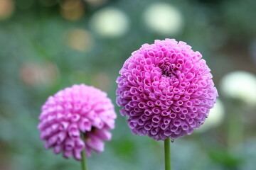 色鮮やかな大輪