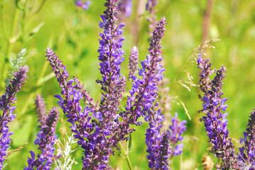 Wild purple sage flowers in the meadow.