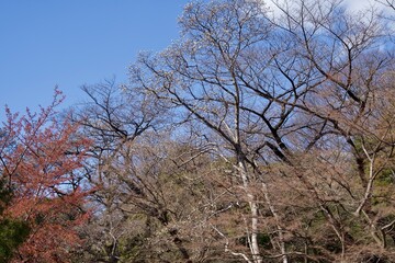 A view of trees beginning to bud in early spring