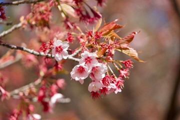 Close-up of pink cherry blossoms in early spring