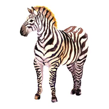 Watercolor illustration of a zebra on a white isolated background. Picture for the alphabet, children's encyclopedia, print.