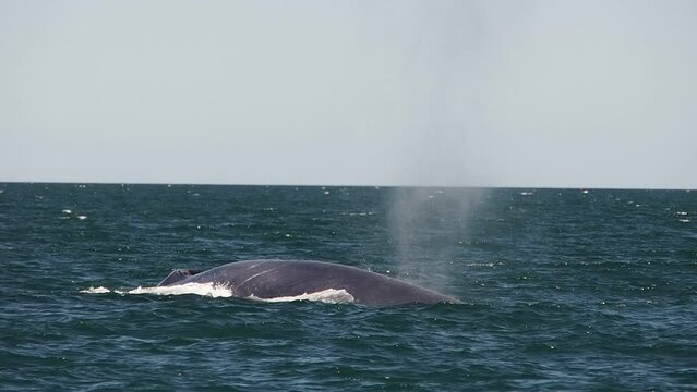 blue whale in cortez sea loreto biggest animal in the world