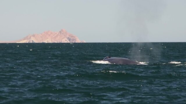 blue whale in cortez sea loreto biggest animal in the world