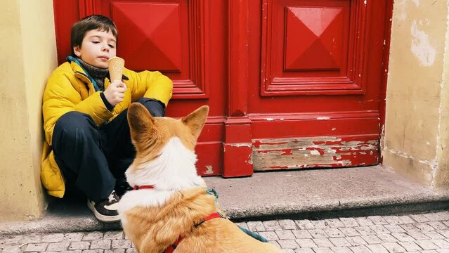 A 10-year-old boy eats ice cream, a corgi dog asks the boy for ice cream