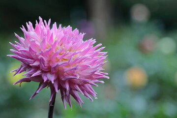 色鮮やかな大輪