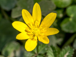 goat's-eye saxifrage flower (Saxifraga hirculus)