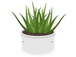 Aloe vera on a white background.