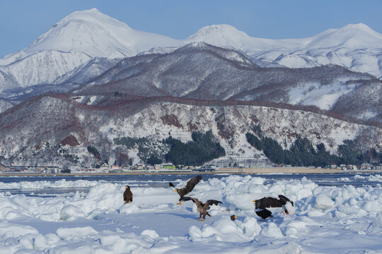 流氷とワシと知床連山　冬の北海道観光