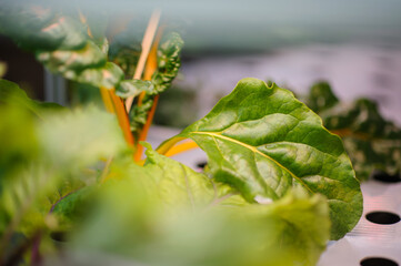 Organic hydroponic vegetables grow with LED Light. Indoor farm. Agriculture Technology. Selective focus