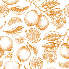 Lime fruit seamless pattern. Citrus fruit sketches. Botanical background. Exotic plants texture. Hand drawn vector illustration. NOT AI generated - 764065817