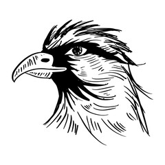 Eagle Head Logo. Hand drawing. Vector illustration. - 764066287